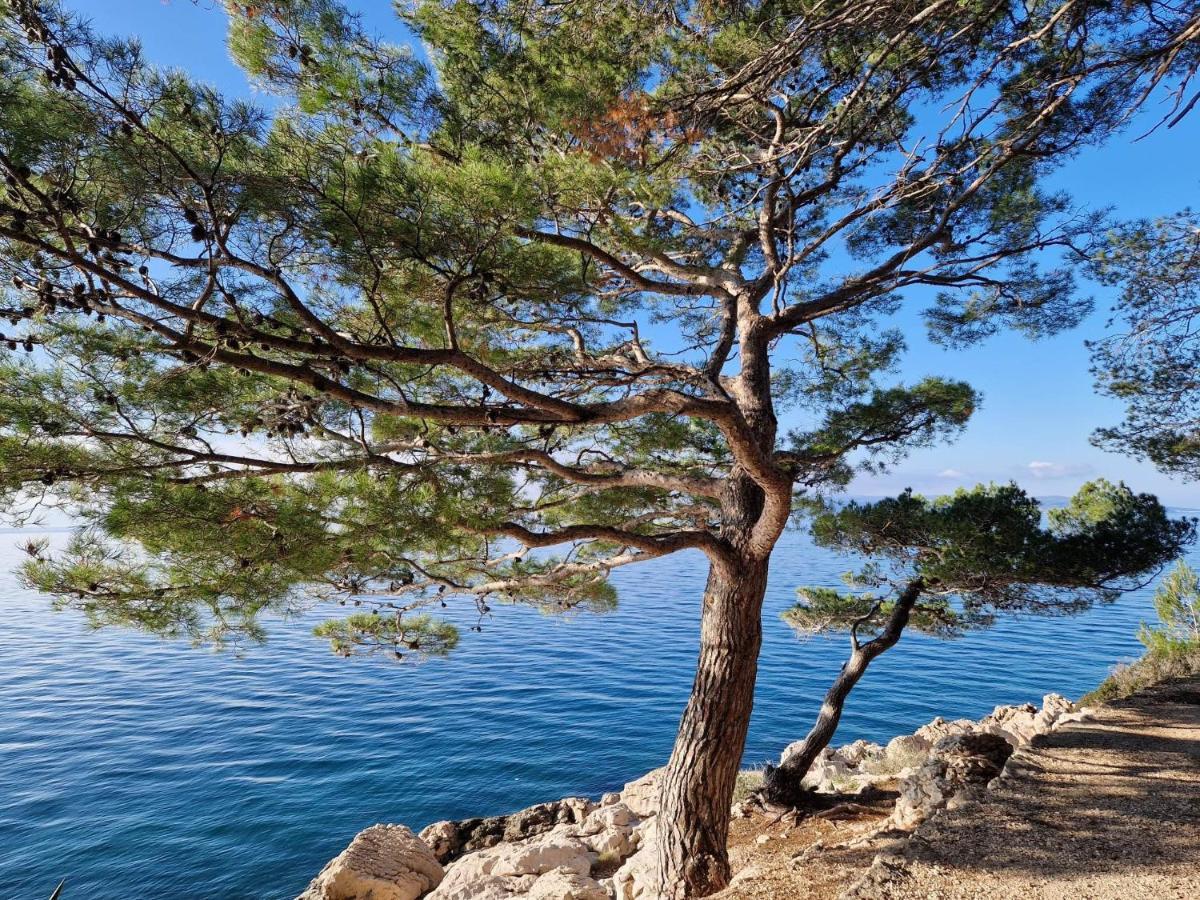 Apartment Villa Mirna Μακάρσκα Εξωτερικό φωτογραφία