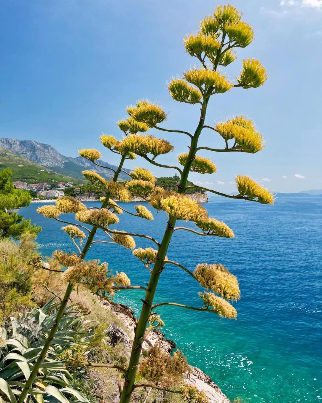 Apartment Villa Mirna Μακάρσκα Εξωτερικό φωτογραφία
