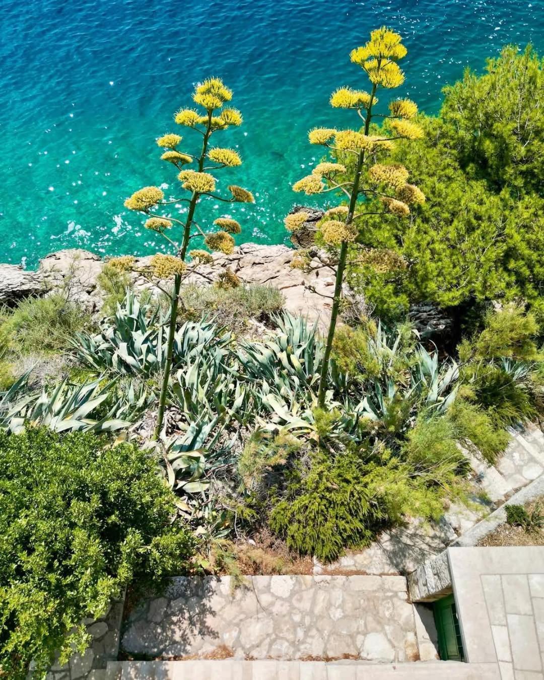 Apartment Villa Mirna Μακάρσκα Εξωτερικό φωτογραφία